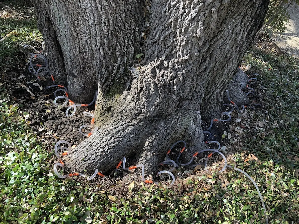 Detailed Tree Cabling and Bracing job site in White Pigeon