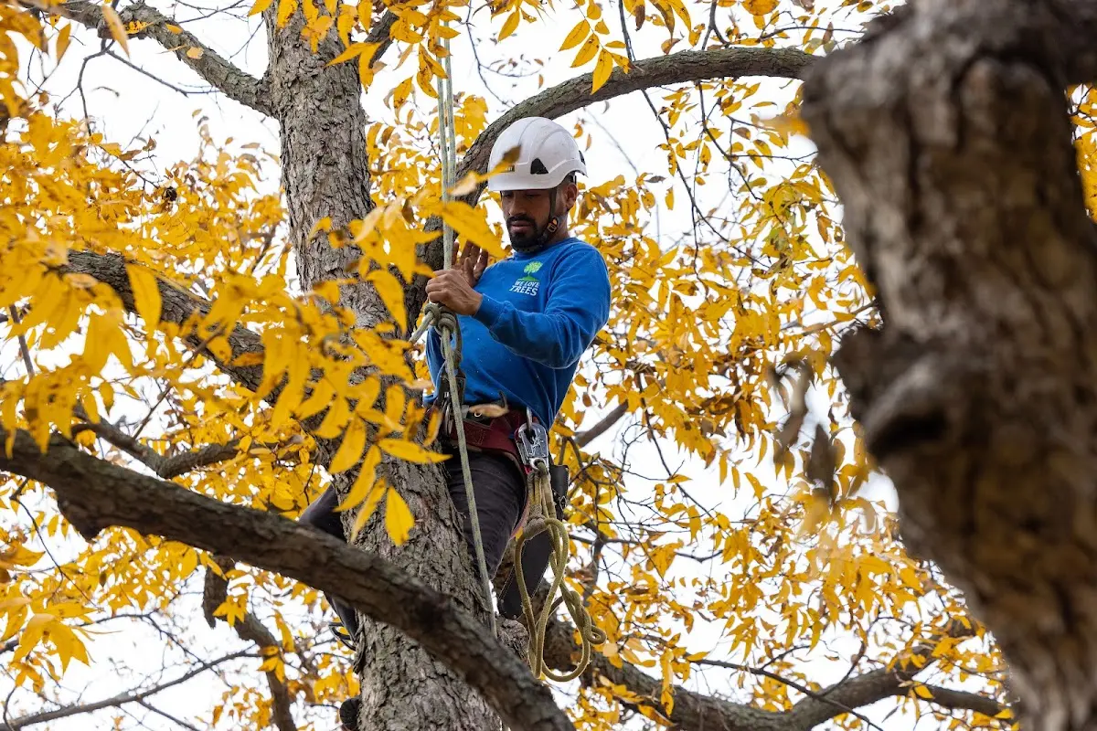 Skilled Tree Transplanting crew working in White Pigeon