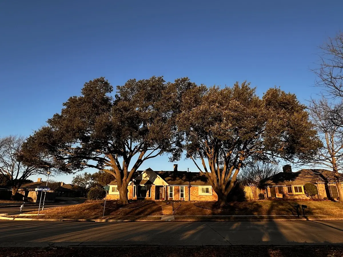 Established residential canopy tree shading a home in White Pigeon
